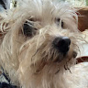 Meet your Posher, Sophie